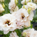 Lisianthus 'Misty Pink'