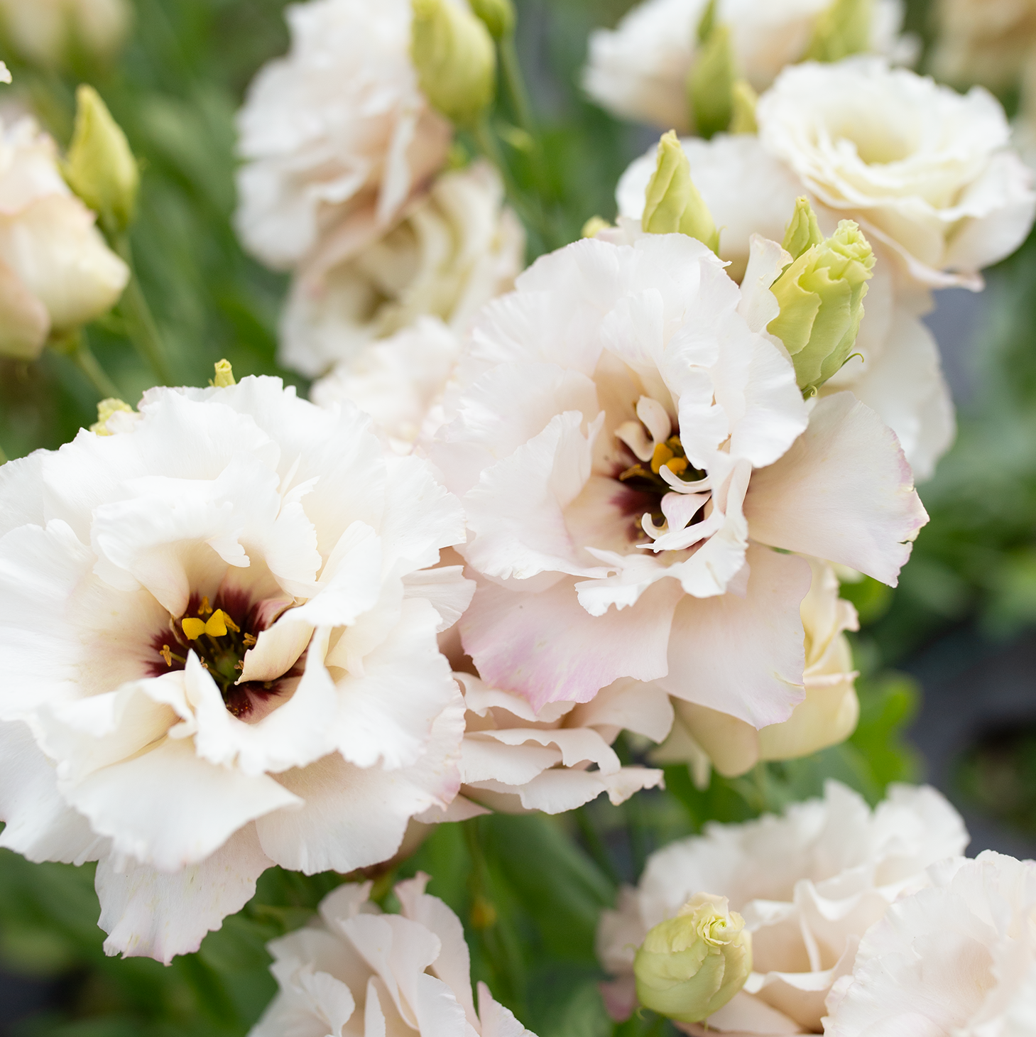 Lisianthus 'Misty Pink'