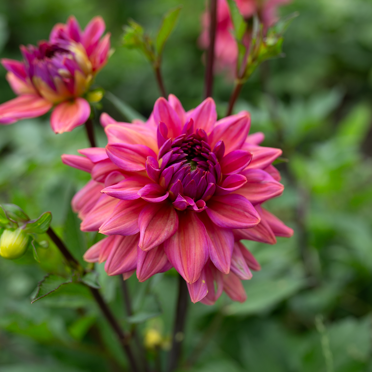 Dahlia 'Negroni Sunset'
