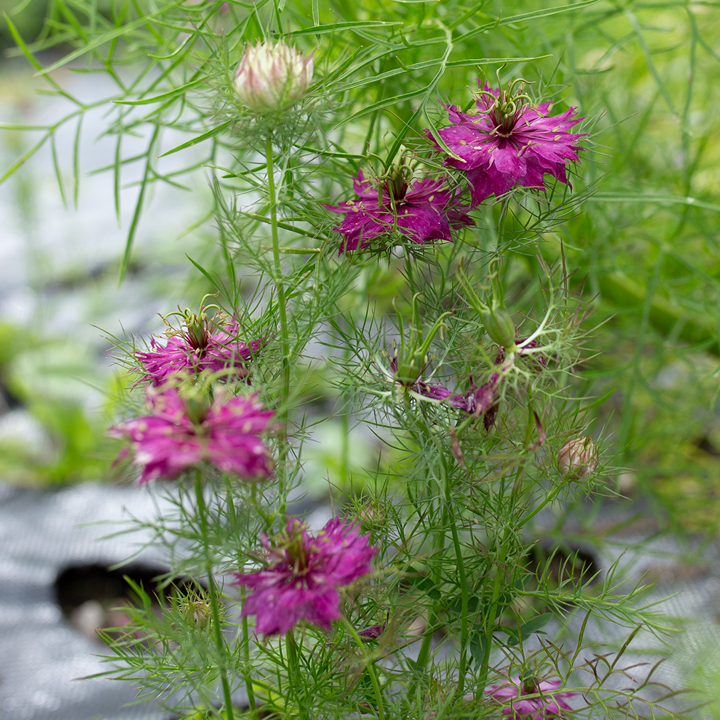 Love-in-a-Mist 'Mulberry Rose'