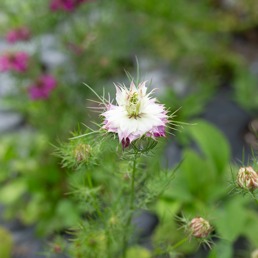 Love-in-a-Mist 'Mulberry Rose'