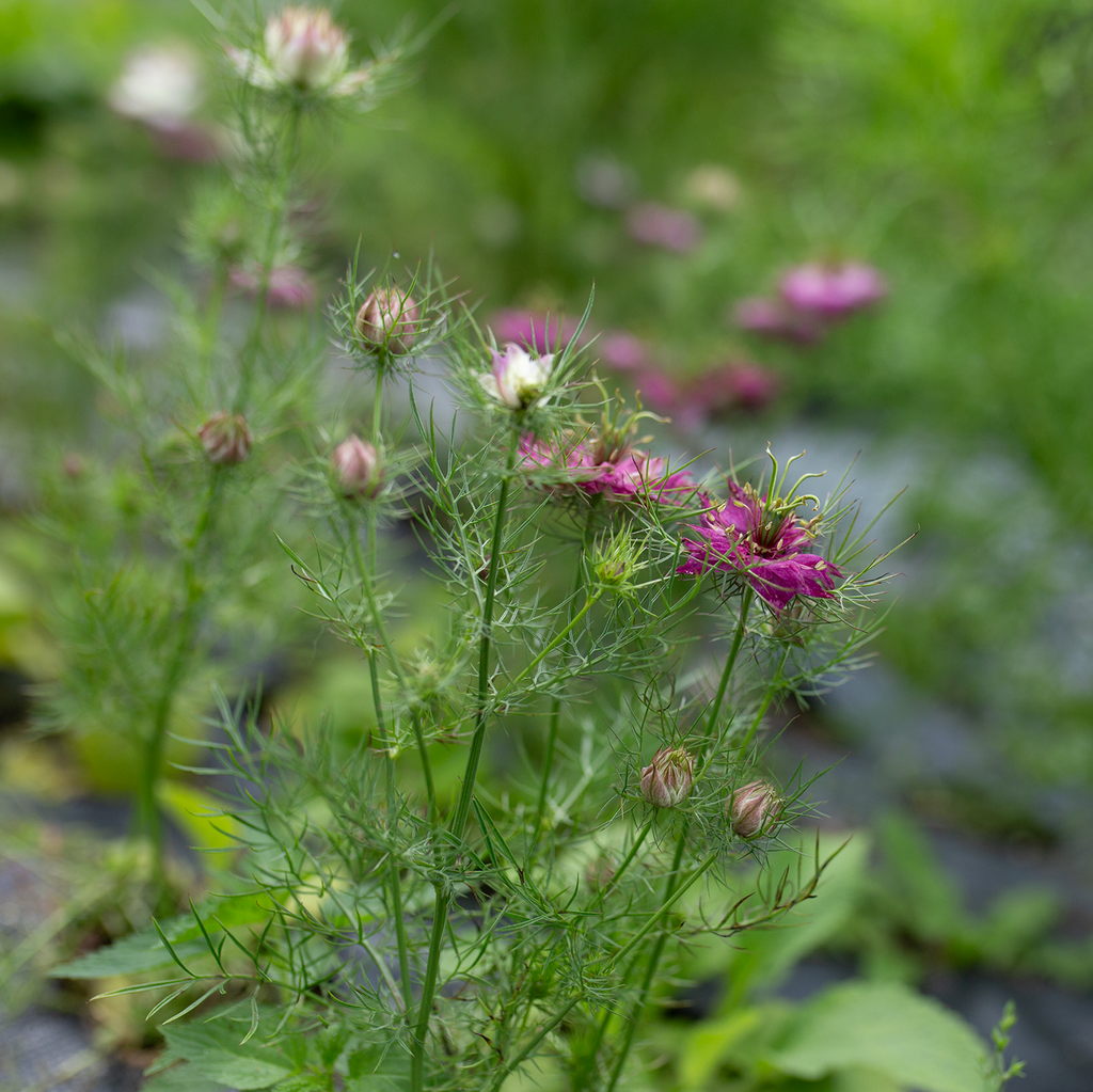 Love-in-a-Mist 'Mulberry Rose'