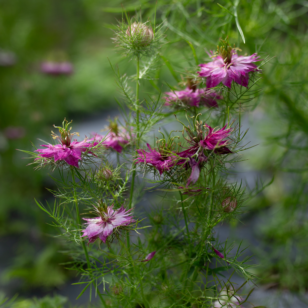 Love-in-a-Mist 'Mulberry Rose'