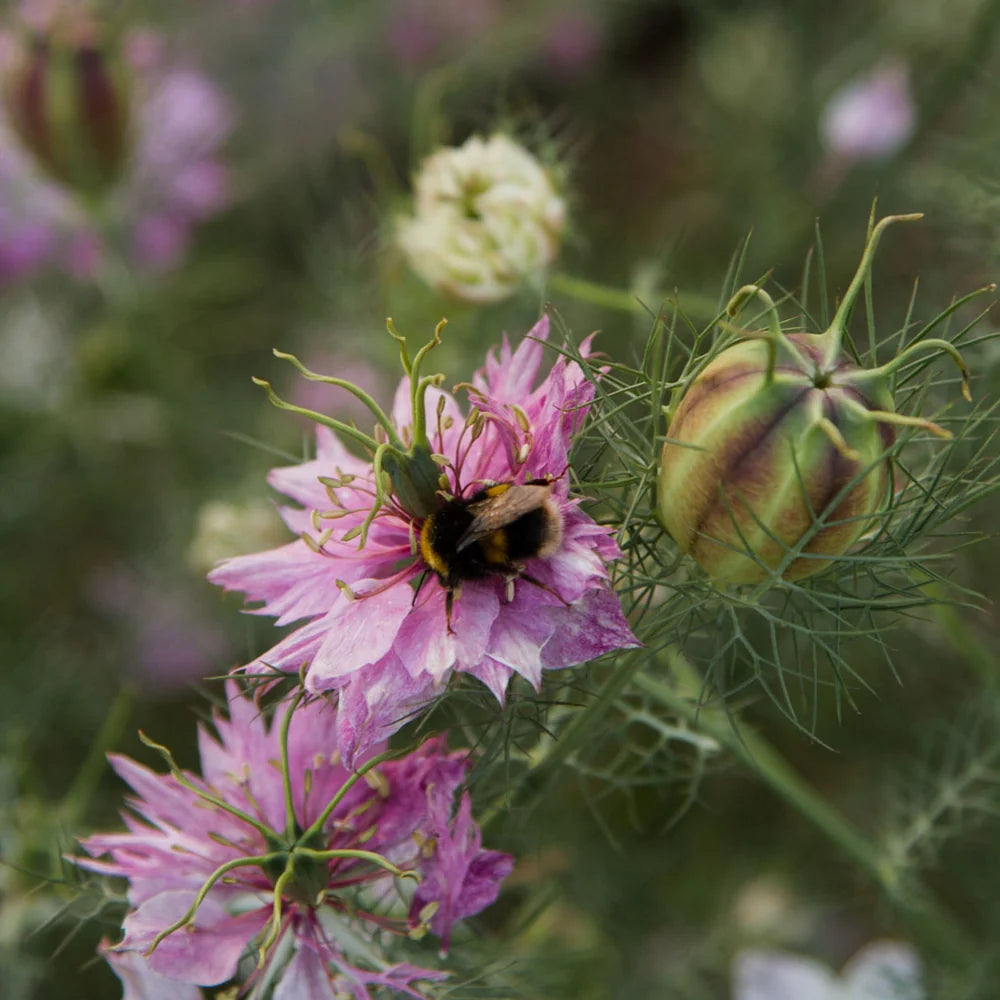 Cottage Garden Seed Collection