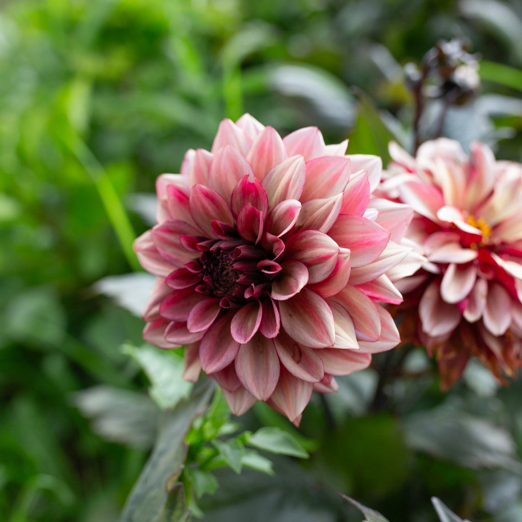 Dahlia 'Night Silence'