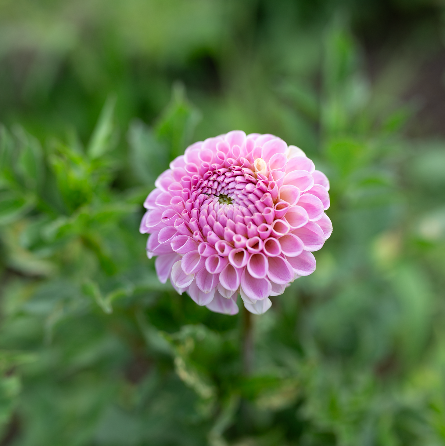 Dahlia 'Odyssey'