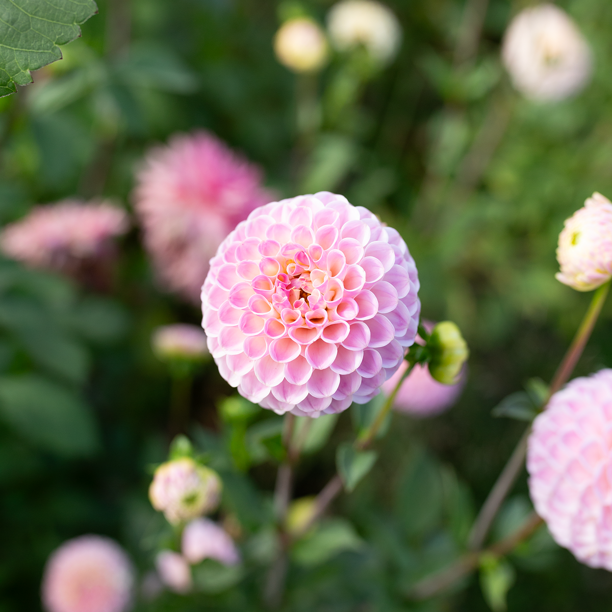 Dahlia 'Odyssey'