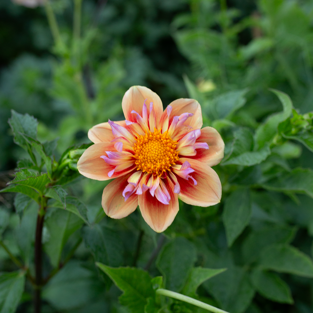 Dahlia 'Fleurelle's Collarette Blend'