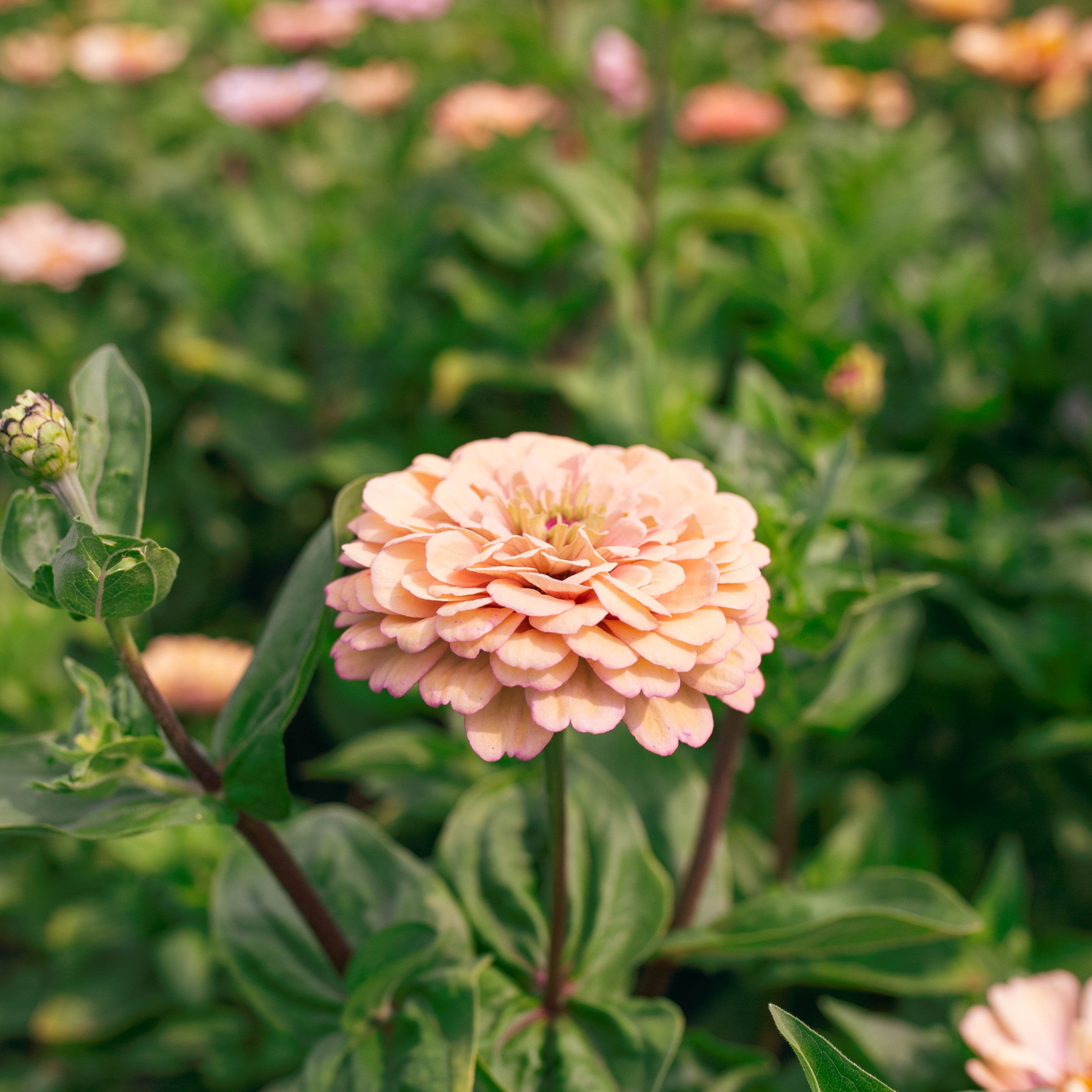 Zinnia 'Rich Pastels'