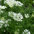 Orlaya 'White Lace'