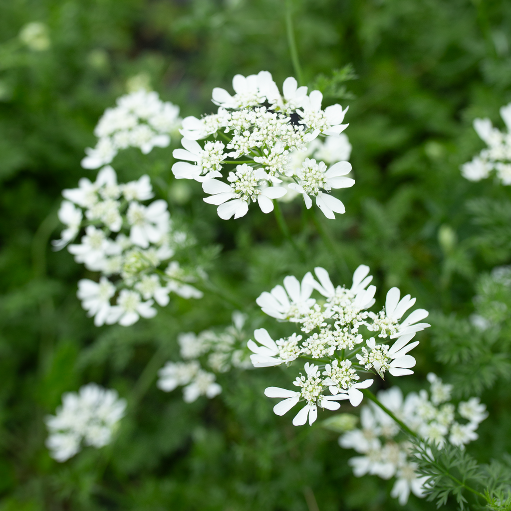 Orlaya 'White Lace'