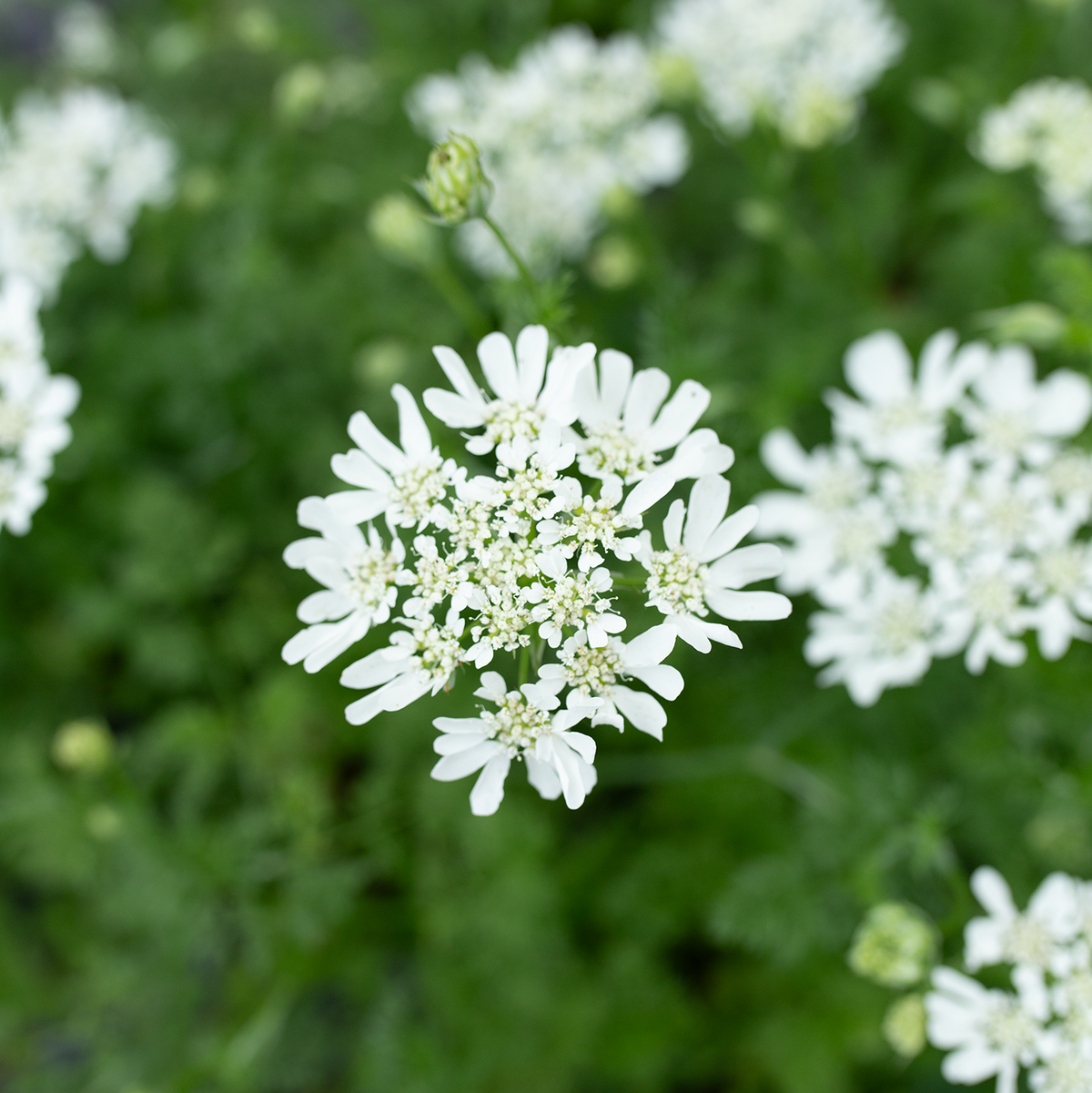 Orlaya 'White Lace'