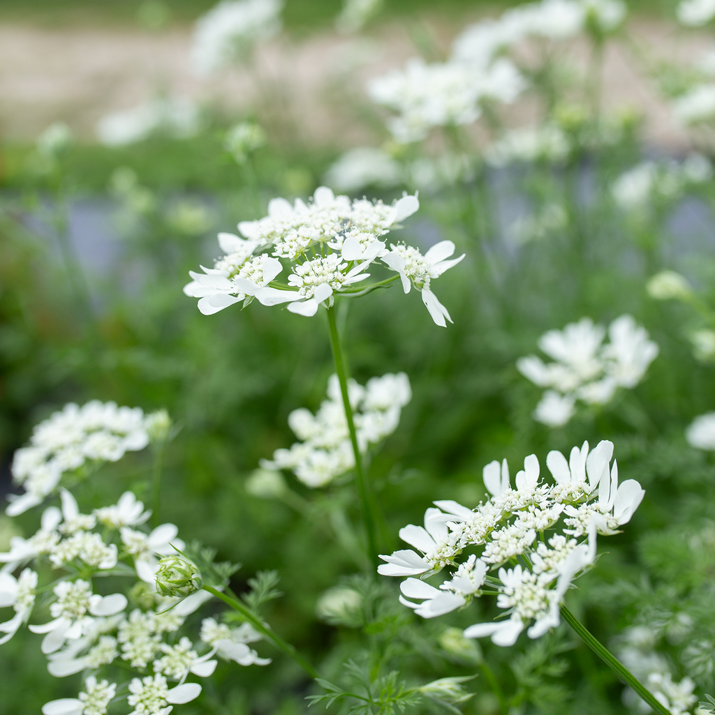Orlaya 'White Lace'