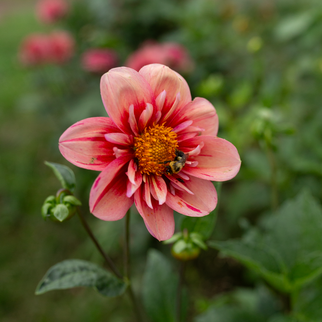 Dahlia 'Fleurelle's Collarette Blend'