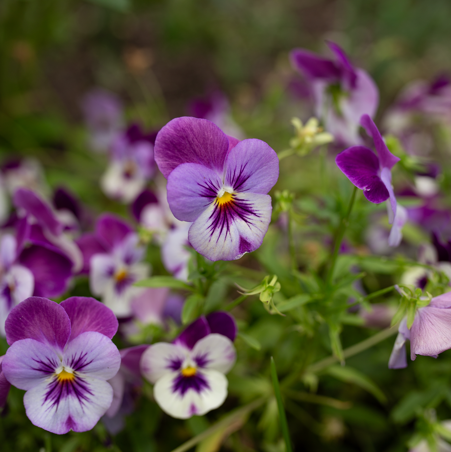 Pansy 'Amethyst Reverie' Mix