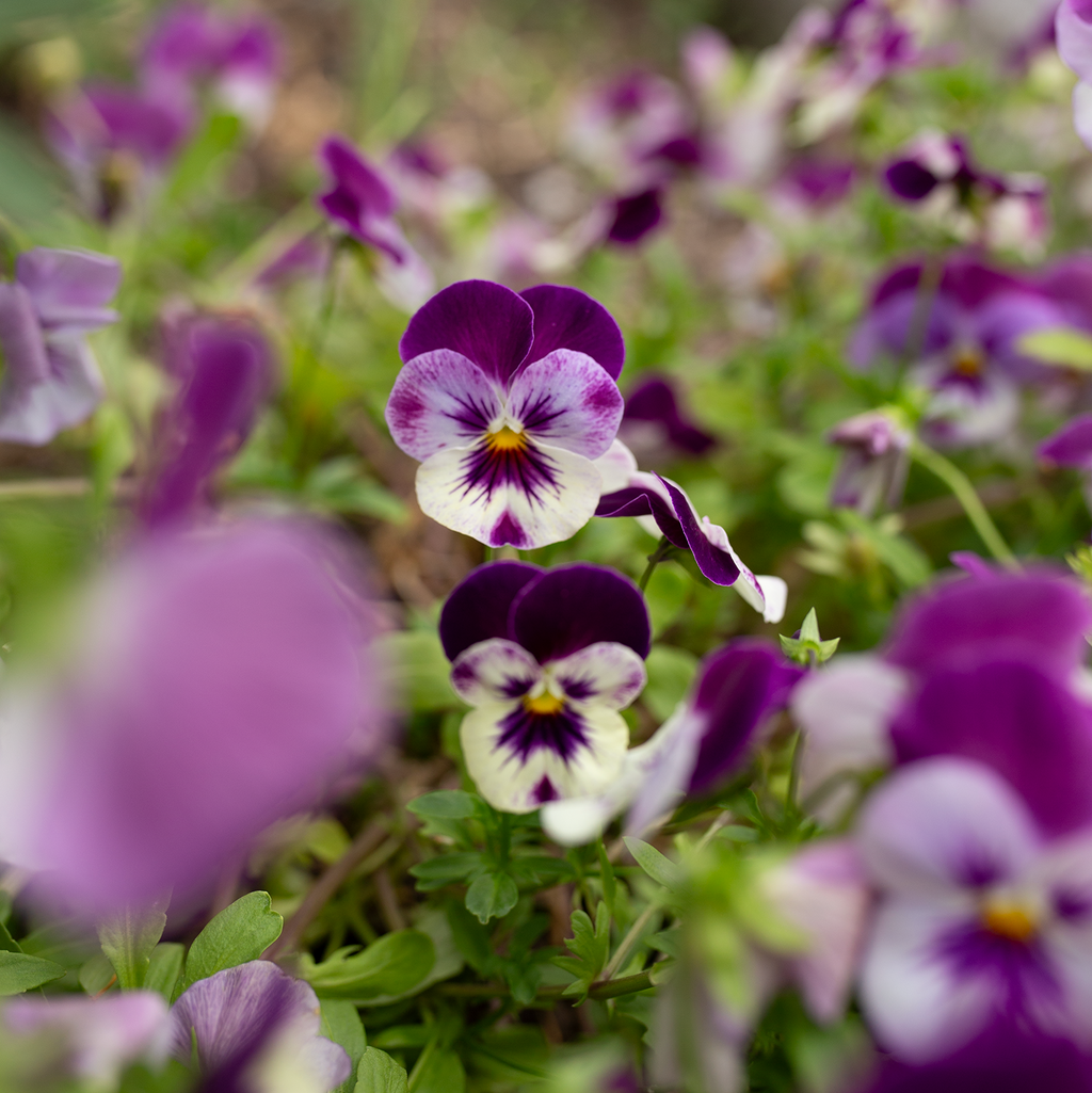 Pansy 'Amethyst Reverie' Mix