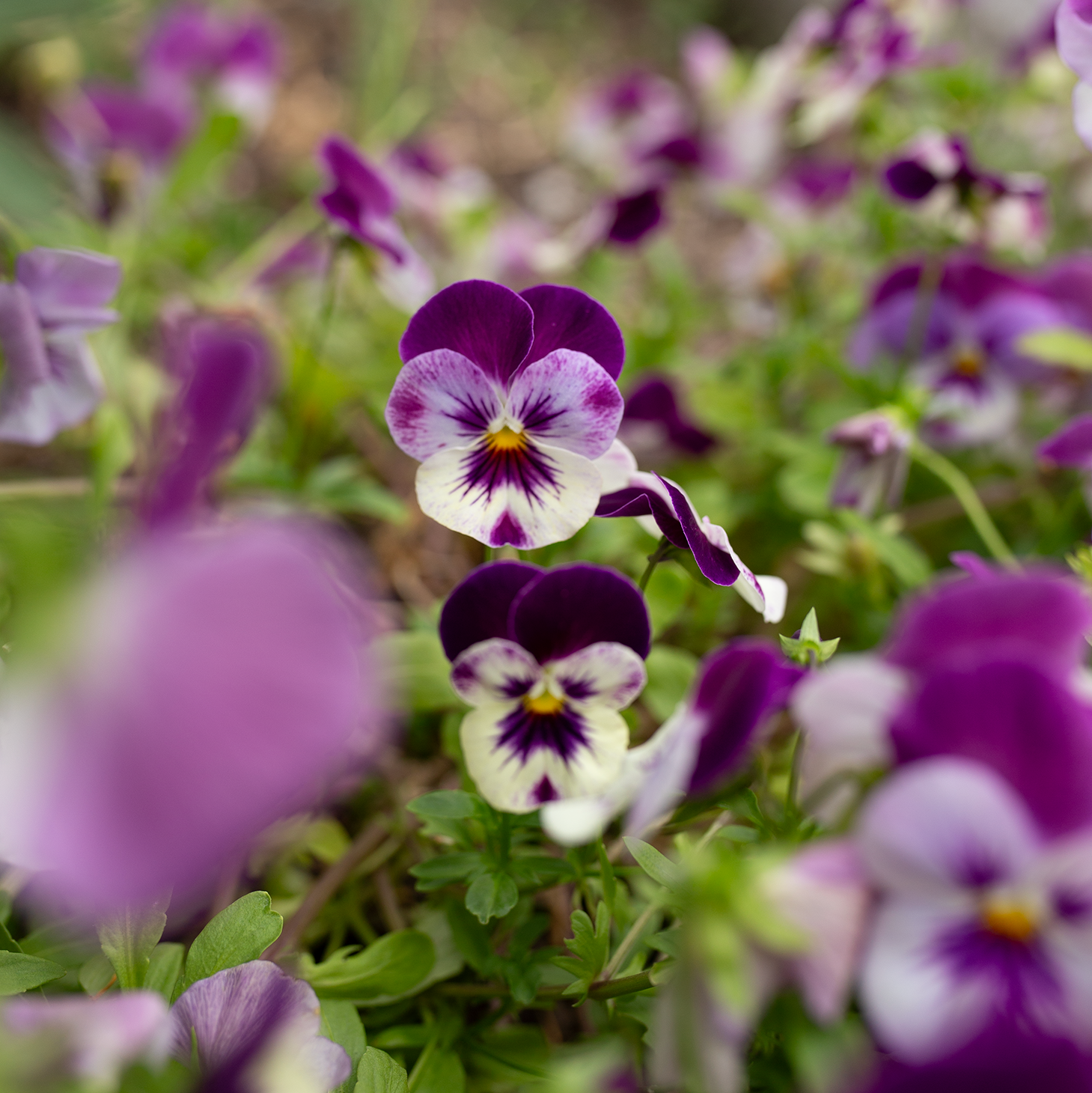 Pansy 'Amethyst Reverie' Mix