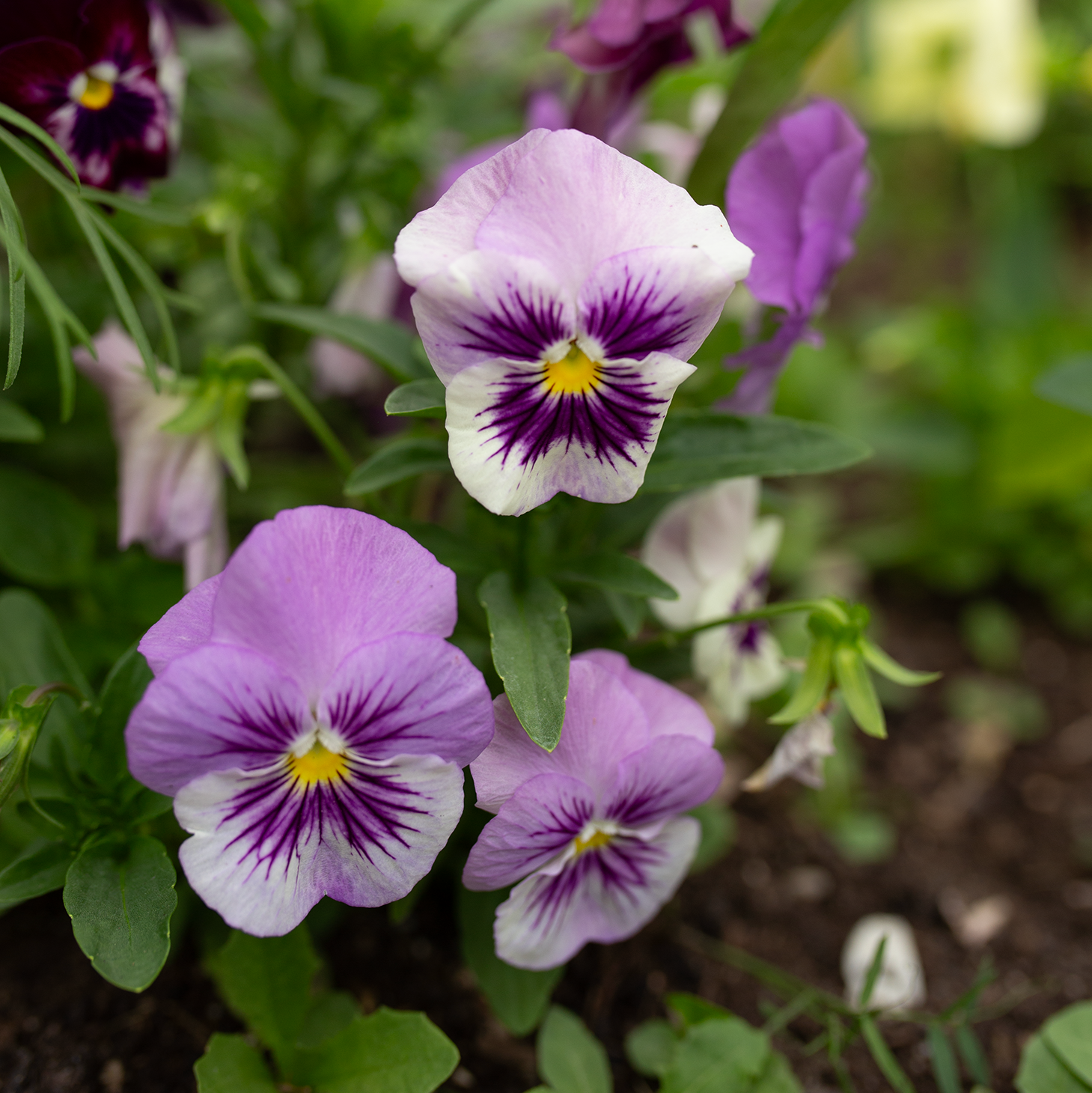 Pansy 'Amethyst Reverie' Mix