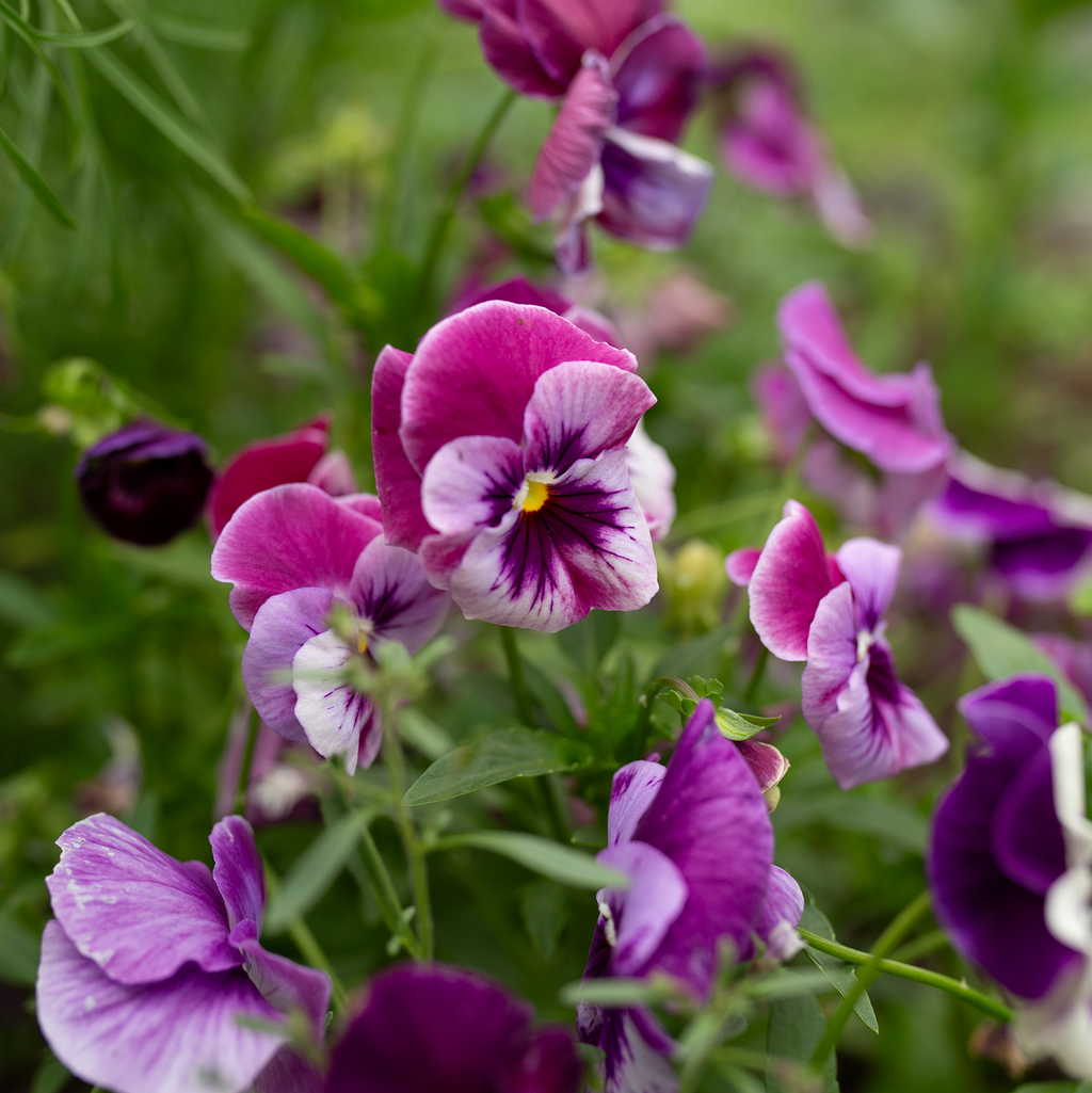 Pansy 'Amethyst Reverie' Mix