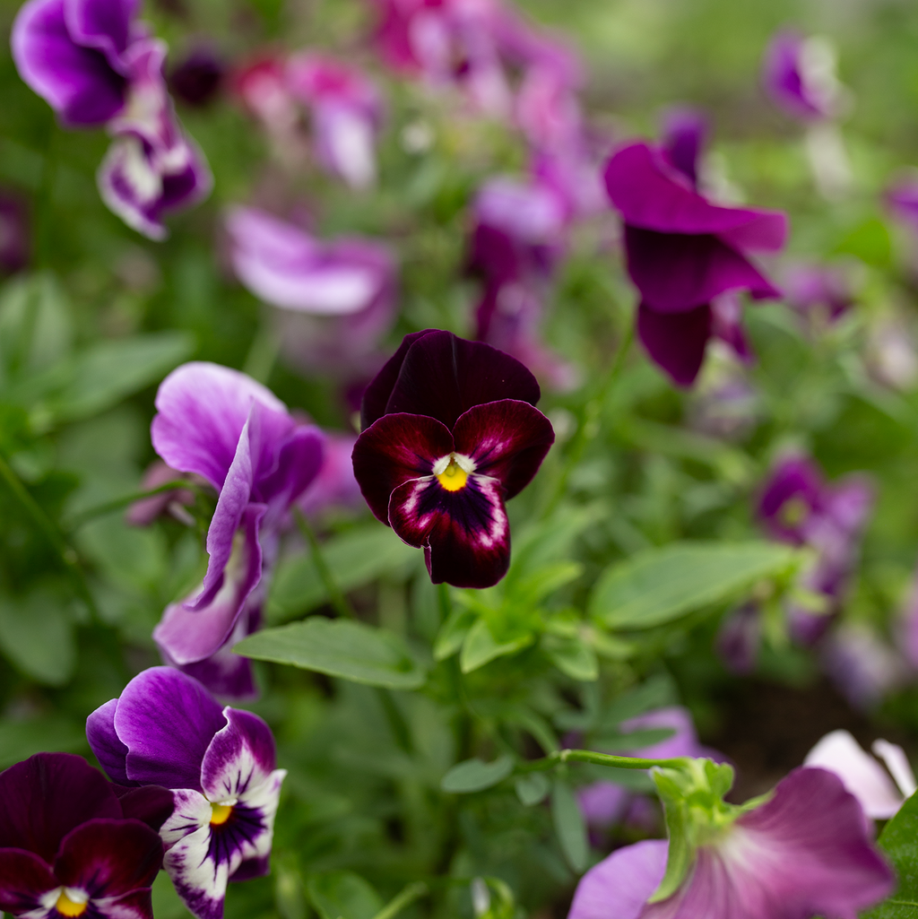 Pansy 'Amethyst Reverie' Mix