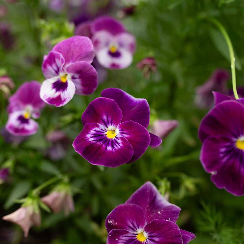 Pansy 'Amethyst Reverie' Mix