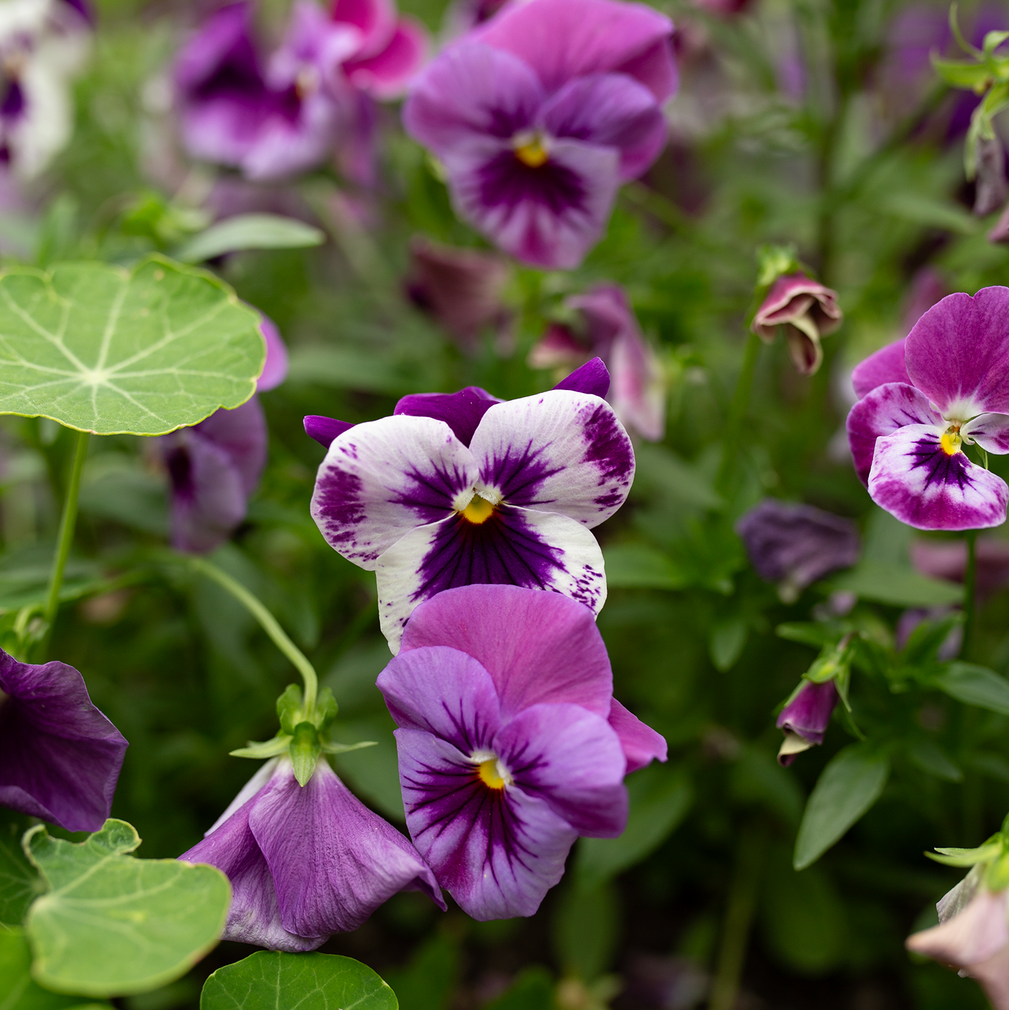 Pansy 'Amethyst Reverie' Mix