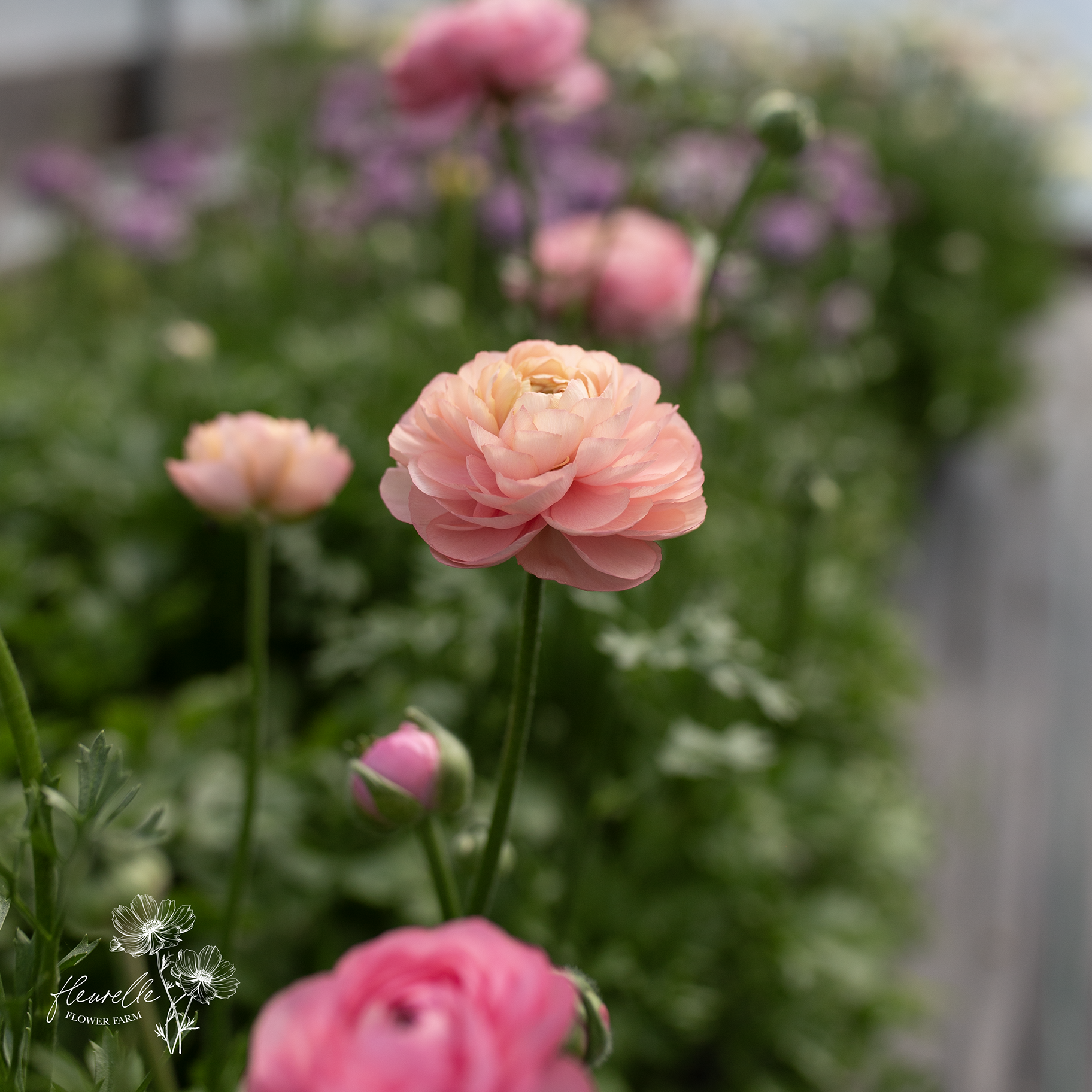 Ranunculus 'Pastel'
