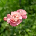 Ranunculus 'Pastel Pink'