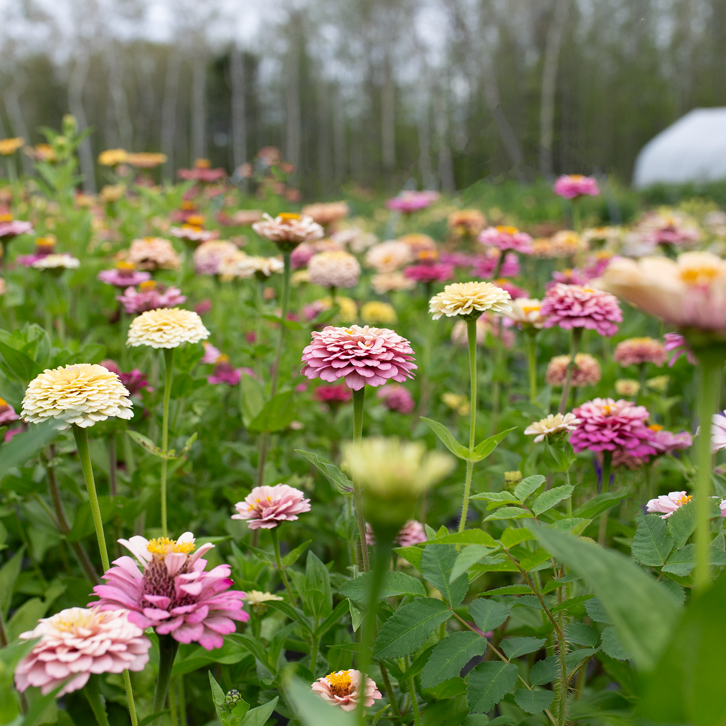 Cut-Flower Seed Collection