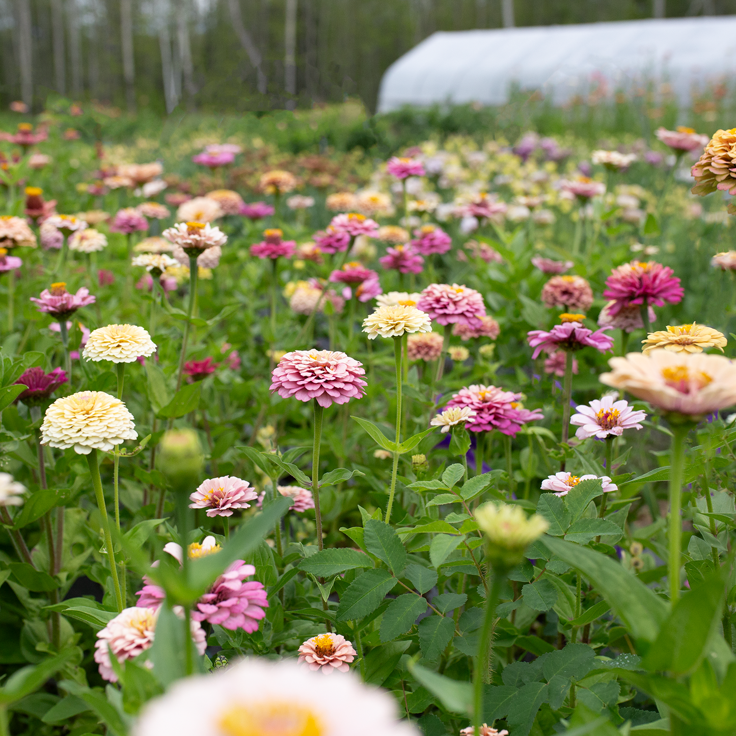 Zinnia 'Rich Pastels'