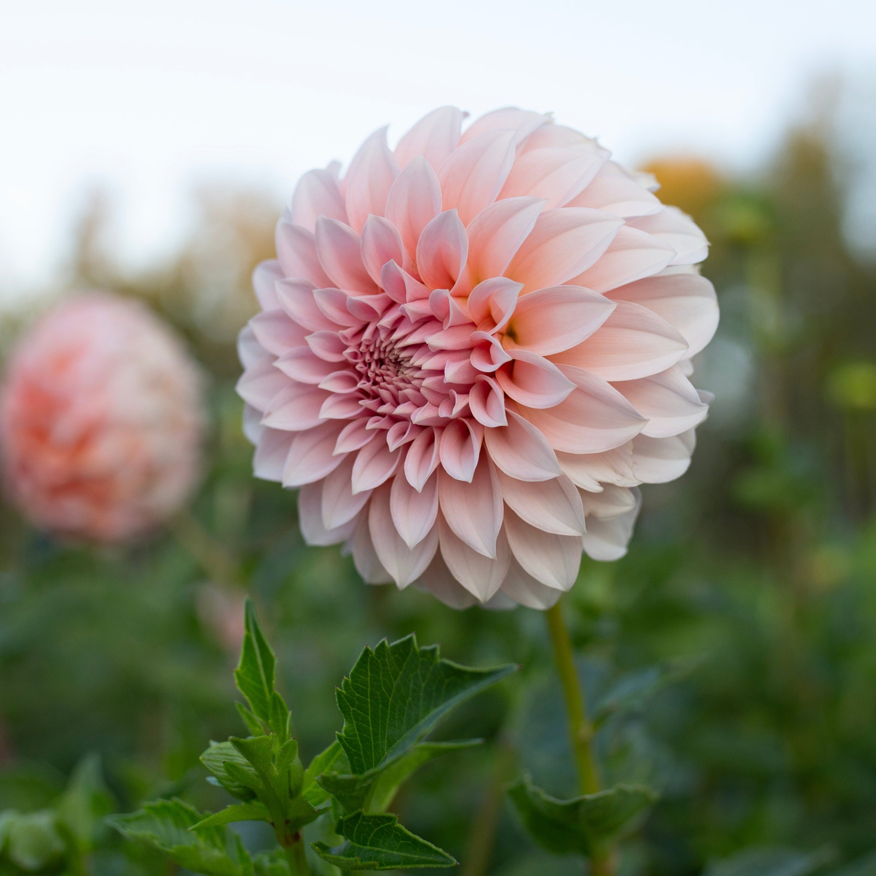 Dahlia Peaches n' Cream – Fleurelle Flower Farm