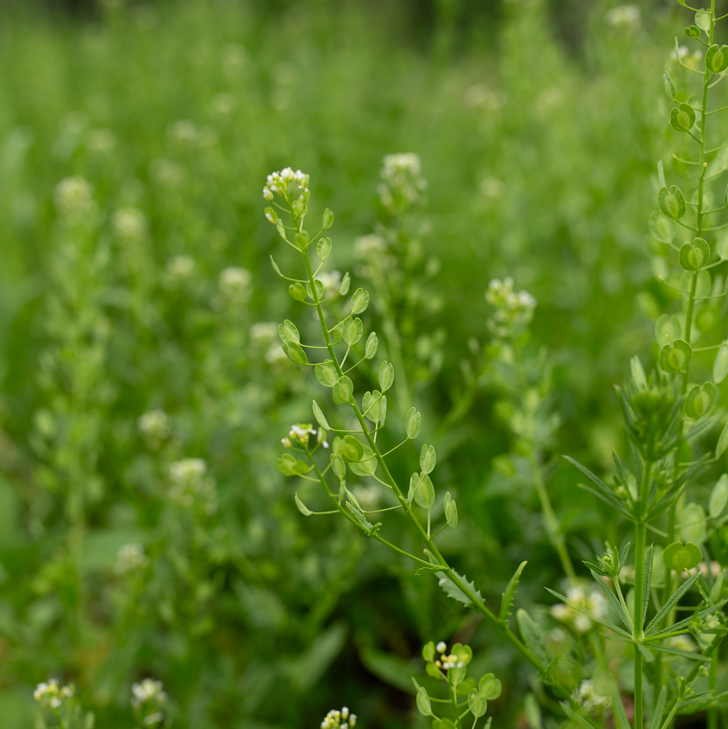 Cress 'Pennycress'