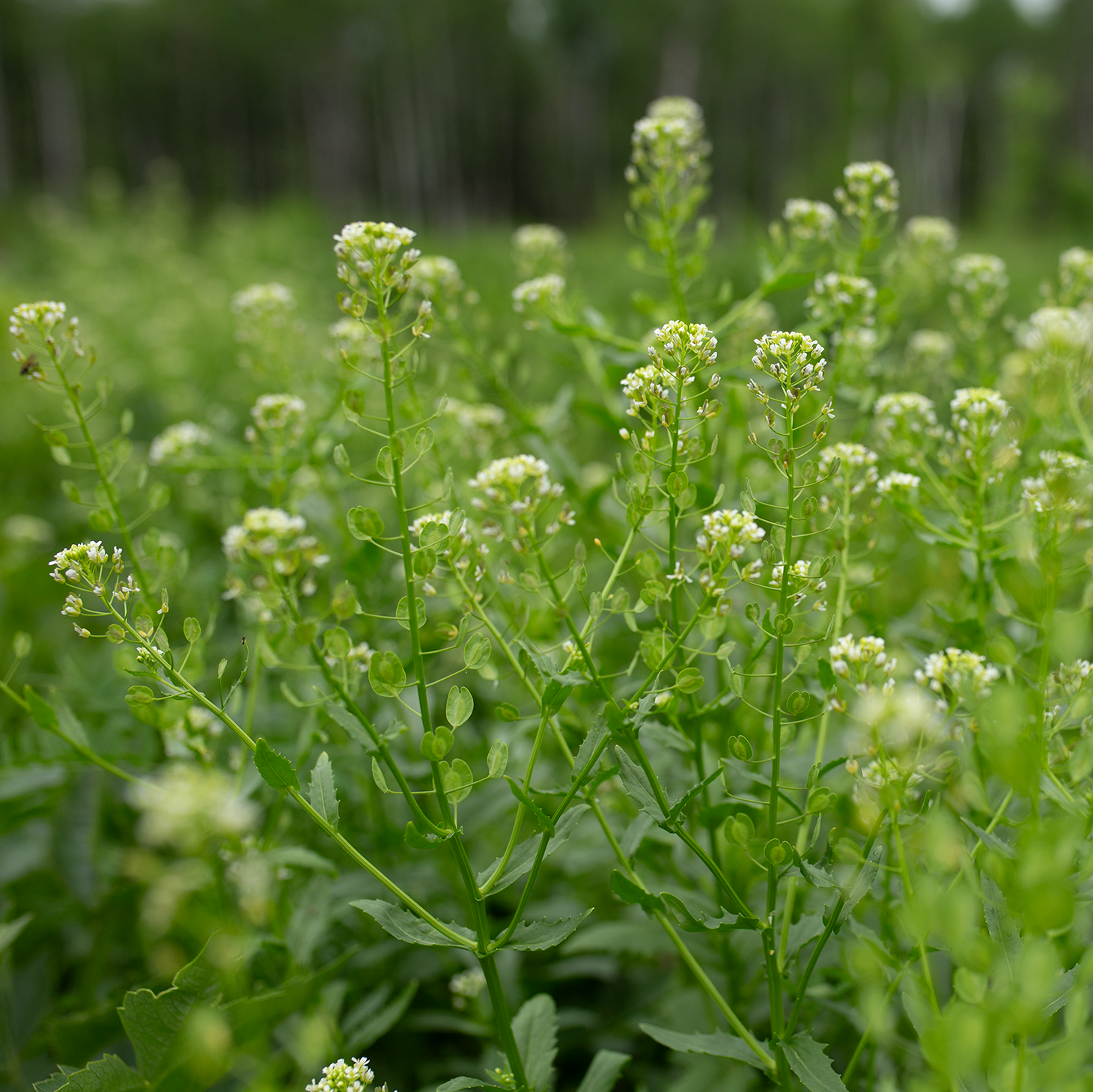 Cress 'Pennycress'