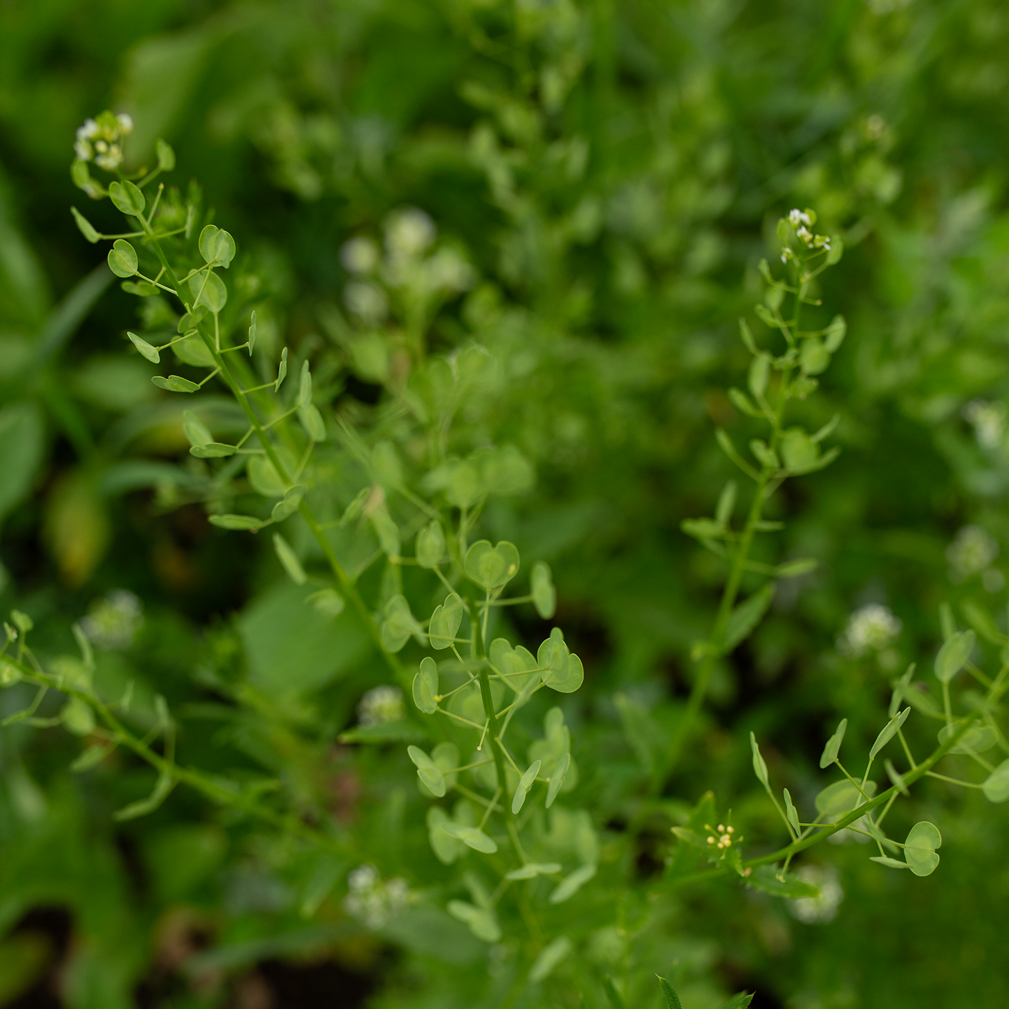 Cress 'Pennycress'
