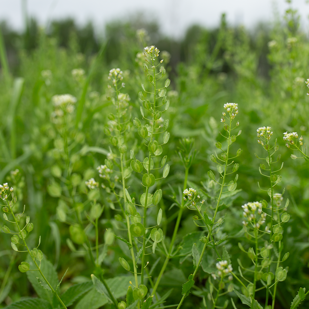 Cress 'Pennycress'