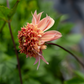 Dahlia 'Petal Spells'