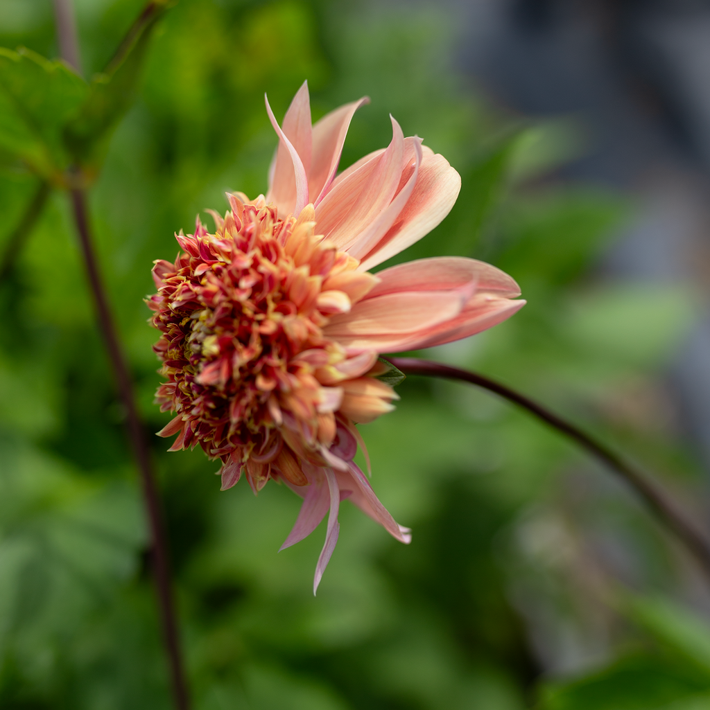 Dahlia 'Petal Spells'