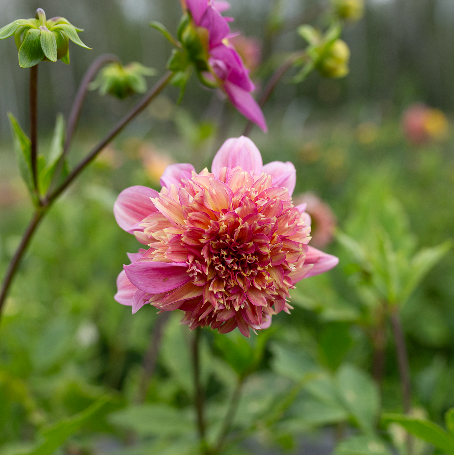 Dahlia 'Petal Spells'
