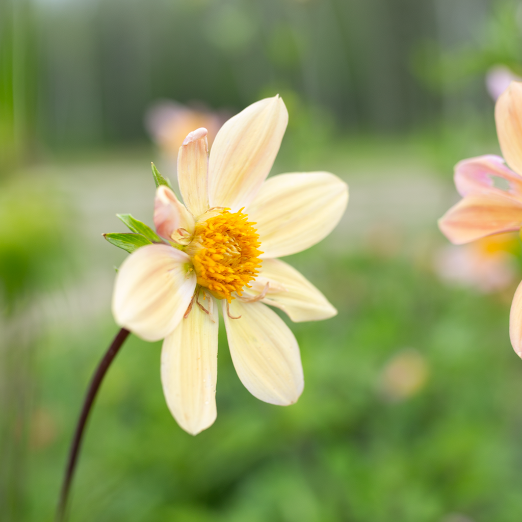 Dahlia 'Petal Spells'