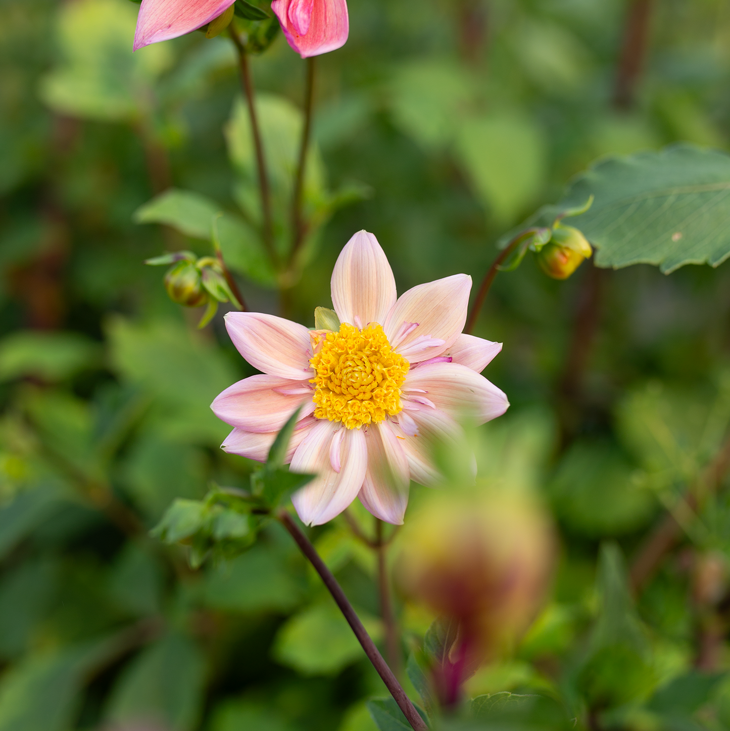 Dahlia 'Petal Spells'