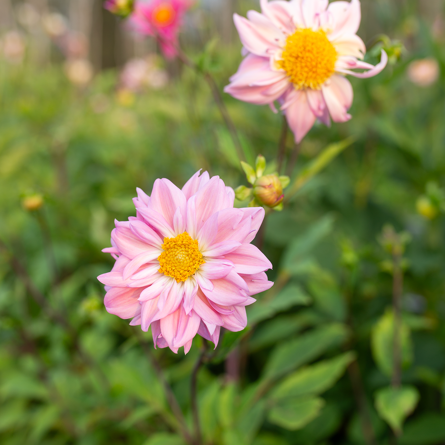 Dahlia 'Petal Spells'