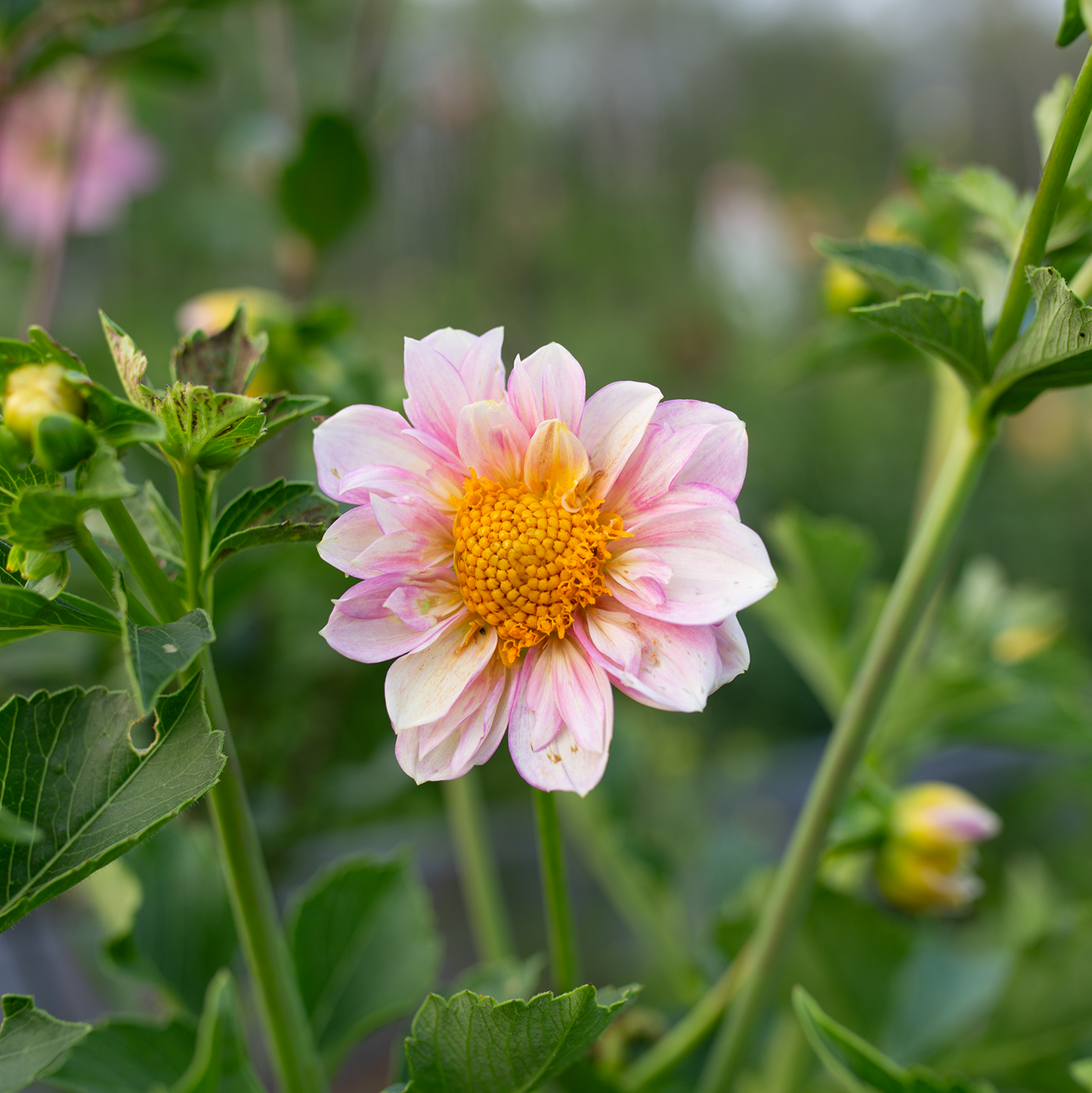 Dahlia 'Petal Spells'
