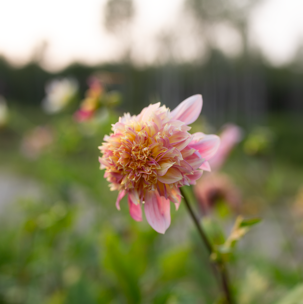 Dahlia 'Petal Spells'