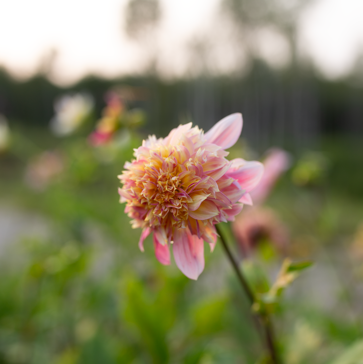 Dahlia 'Petal Spells'