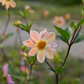 Dahlia 'Petal Spells'