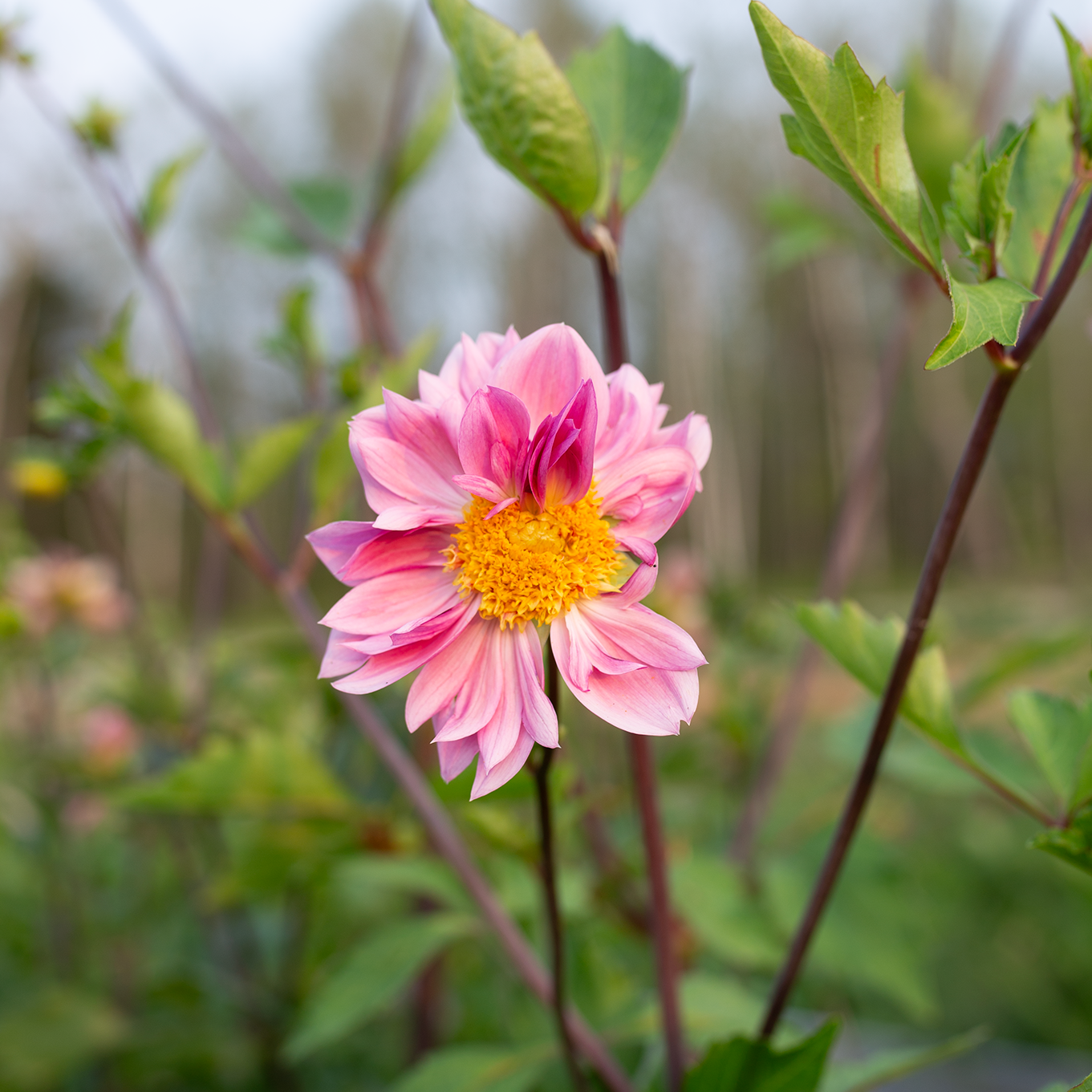 Dahlia 'Petal Spells'
