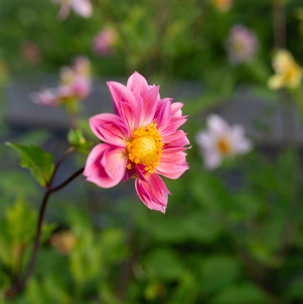 Dahlia 'Petal Spells'