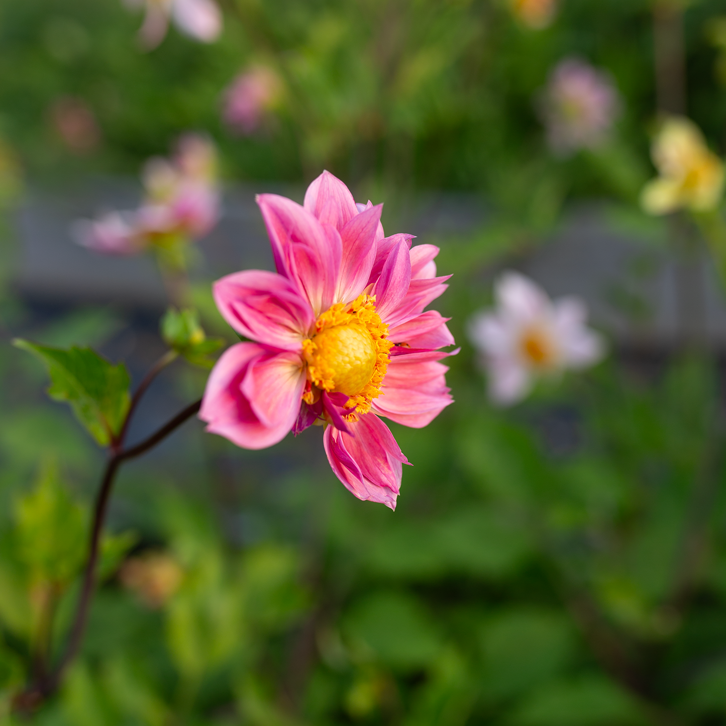 Dahlia 'Petal Spells'