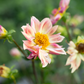 Dahlia 'Petal Spells'