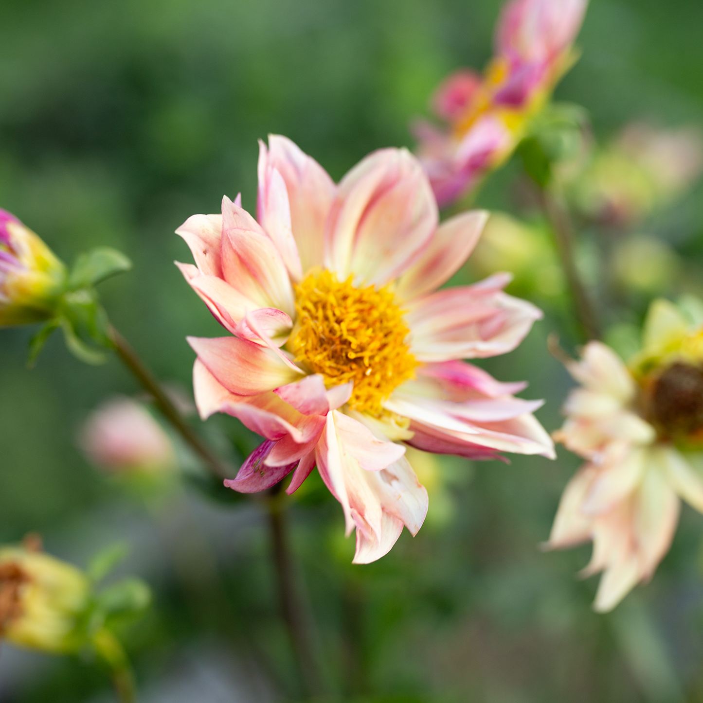 Dahlia 'Petal Spells'